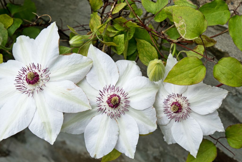 Clematis Miss Bateman - BIO