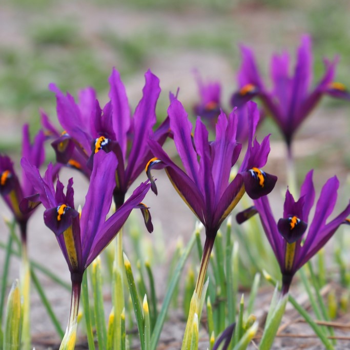 Iris Reticulata J.S. Dijt - BIO