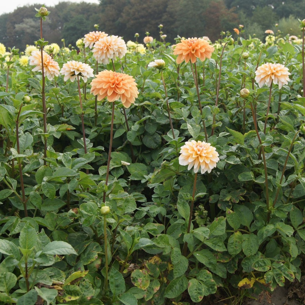 Dahlia Seattle - BIO