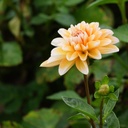 Dahlia Seattle - BIO