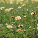 Dahlia Seattle - BIO