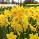Narcis Garden Opera - BIO