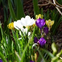 Boerenkrokus Mix - BIO