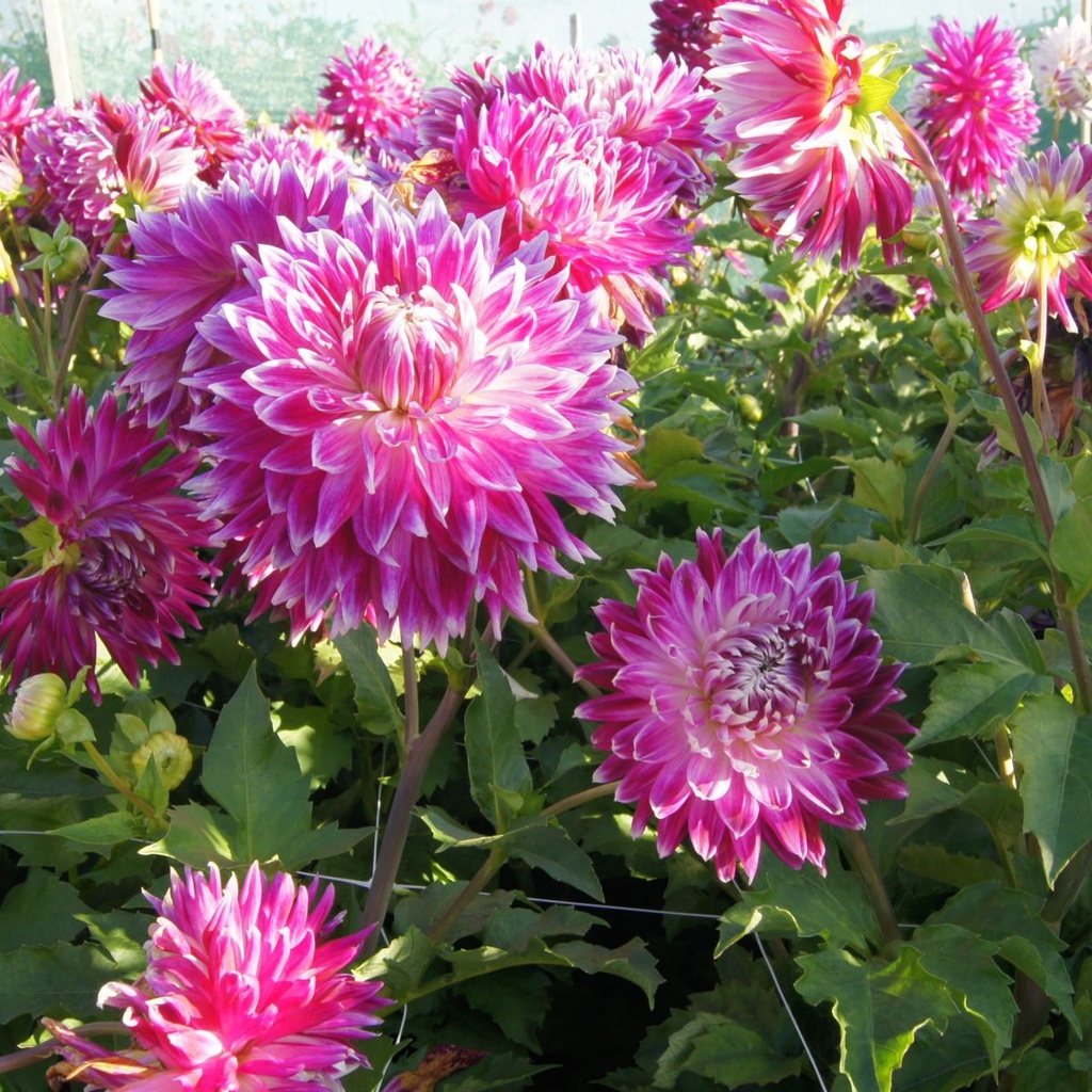 Dahlia Vancouver - BIO