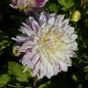 Dahlia Avignon - BIO
