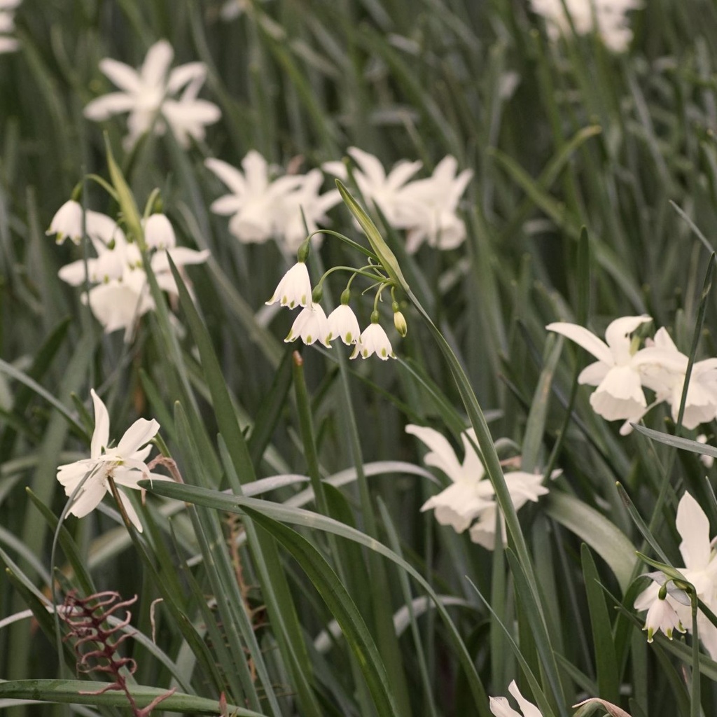 Leucojum Gravetye Giant (Zomerklokje) - BIO