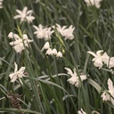 Leucojum Gravetye Giant (Zomerklokje) - BIO