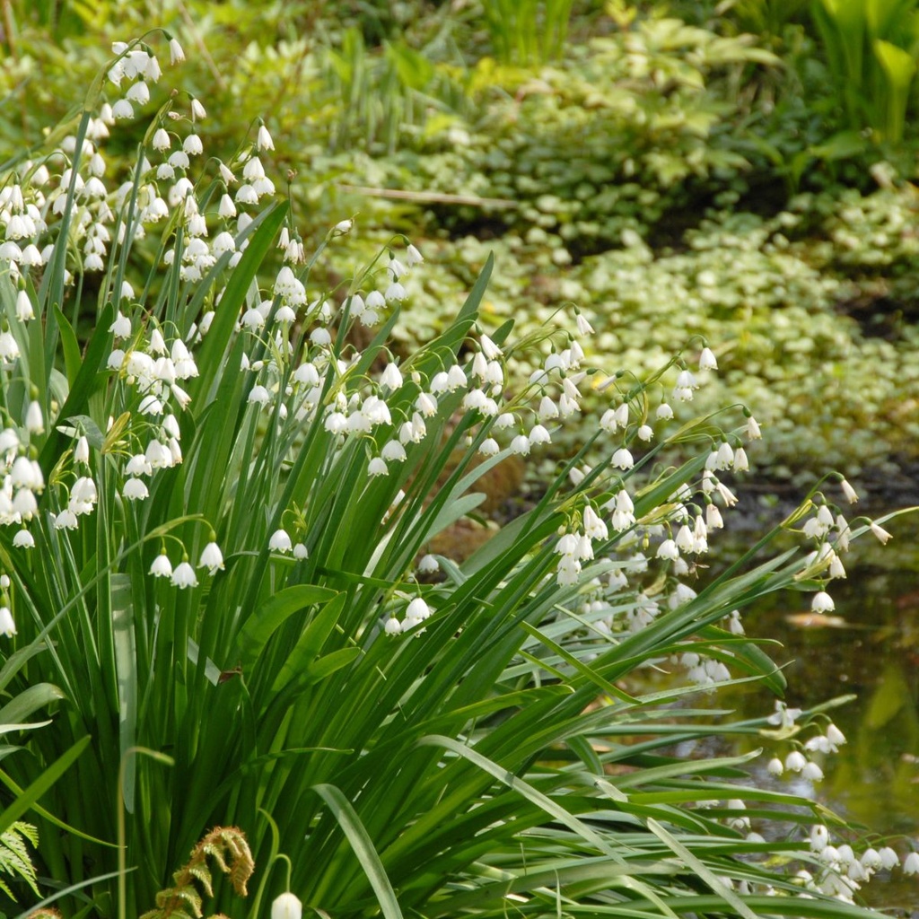 Leucojum Gravetye Giant (Zomerklokje) - BIO