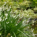 Leucojum Gravetye Giant (Zomerklokje) - BIO