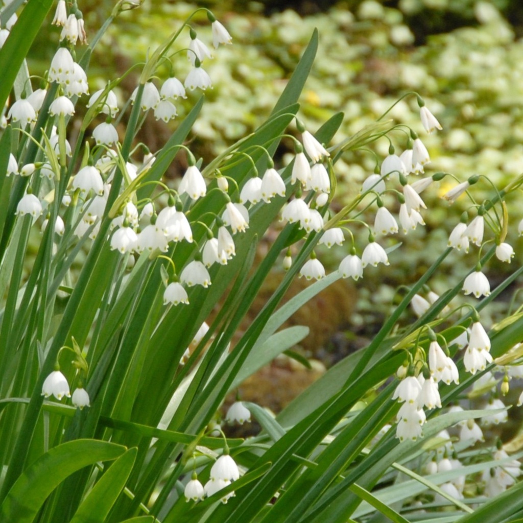 Leucojum Gravetye Giant (Zomerklokje) - BIO