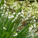 Leucojum Gravetye Giant (Zomerklokje) - BIO