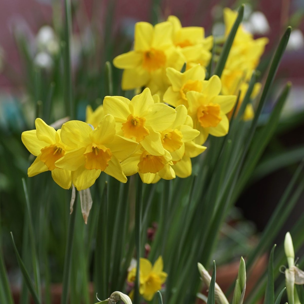 Narcis Garden Opera - BIO
