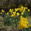 Narcissus-Rijnvelds-Early-Sensation DSC02485 (2).webp