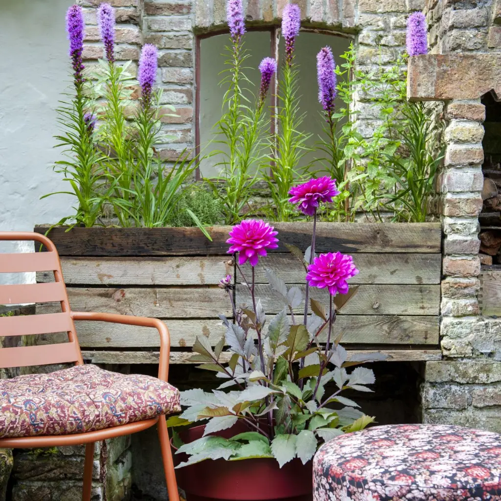 Dahlia-Le-Baron (ibulb 249211) 2.webp