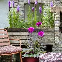 Dahlia-Le-Baron (ibulb 249211) 2.webp