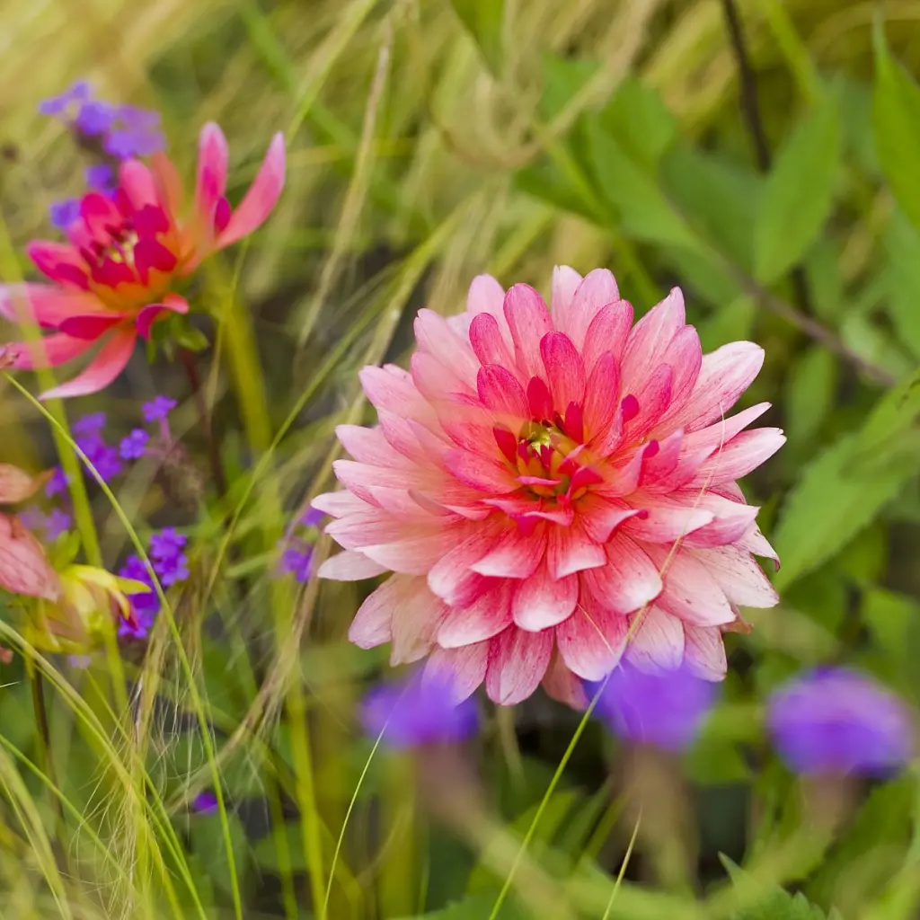 Dahlia-Phyllis-Farmer (ibulb 212813).webp