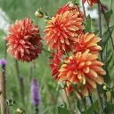Dahlia-Japlou-DSC05347.webp