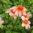 Dahlia-Totally-Tangerine DSC05795.webp