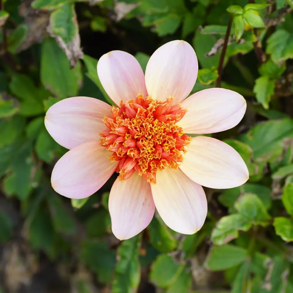 Dahlia-Totally-Tangerine DSC05800.webp