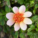 Dahlia-Totally-Tangerine DSC05800.webp