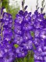FA 11-0529 Gladiolus Performer (f-views until 20260701).webp