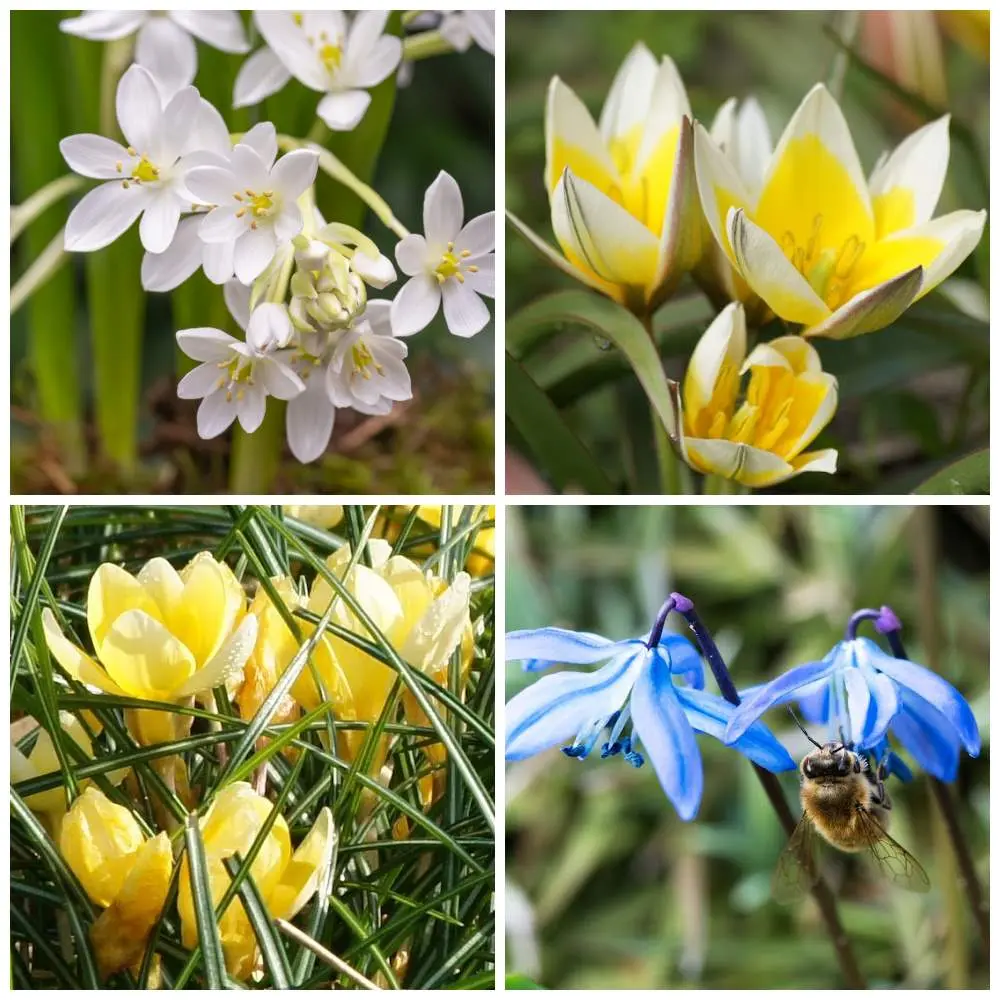 [AM99018] Verwilderingsmix 40 ST - BIO.webp