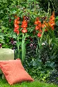 Gladiolus-Stormy (ibulb 252317_244f5).webp