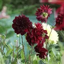 Dahlia-Arabian-Night DSC05522-1.webp