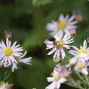Aster-Asran DSC04599 (1200px).webp