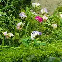 Freesia-Mix-216549 (ibulb).webp