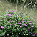 Geranium-sanguineum (Krzysztof Ziarnek CC SA 4.0_kz22).webp