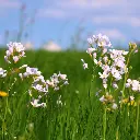 B8087 Pinksterbloem - Cardamine pratensis (AdobeStock_201756802).webp