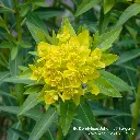 B8088 Euphorbia palustris (WikiCommons) 3.webp