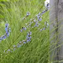 Salvia-uliginosa DSC05698 1x1.webp