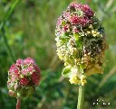 Sanguisorba-minor (Fornax CC BY-SA 3.0 id=4041200).webp
