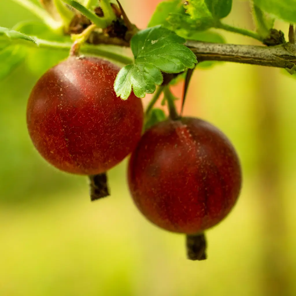 Kruisbes Easycrisp ‘Madame Sanssouci’ (unsplash) BIO