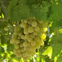 Vitis Johanniter tros witte druifjes(pexels).BIO