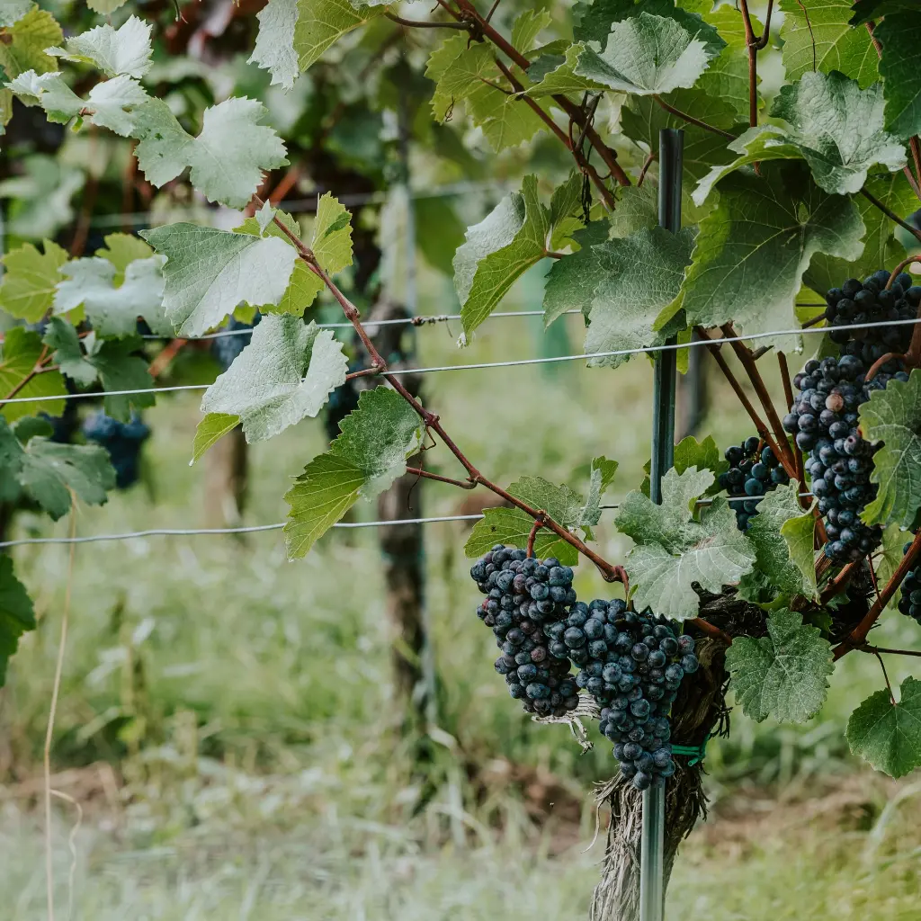 Vitis vinifera 'Boskoop blauwe druif-(unsplash).BIO