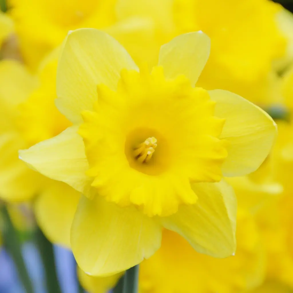 Narcissus-Standard-Value (EBR) (2).webp