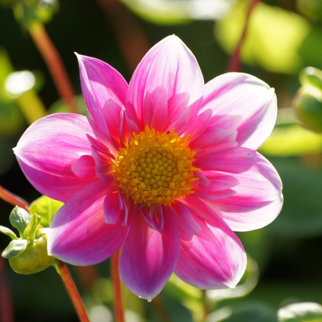 Dahlia Hartenaas - BIO met Artstone pot