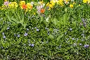 Vinca-minor DSC09038.webp
