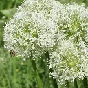 Allium-Mt-Everest DSC06431 1x1.webp