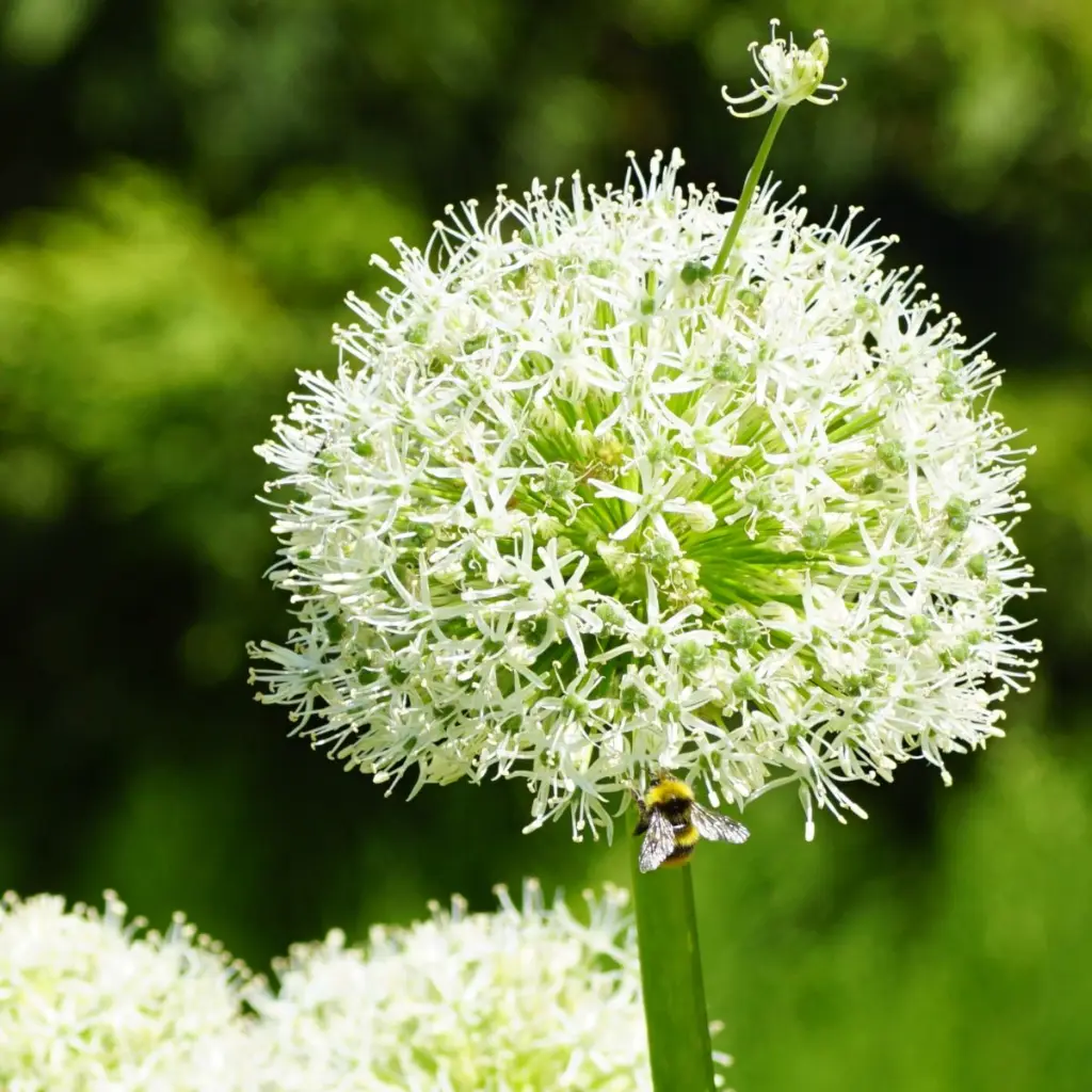 Allium-Mt-Everest DSC06363 (crop) 1x1.webp