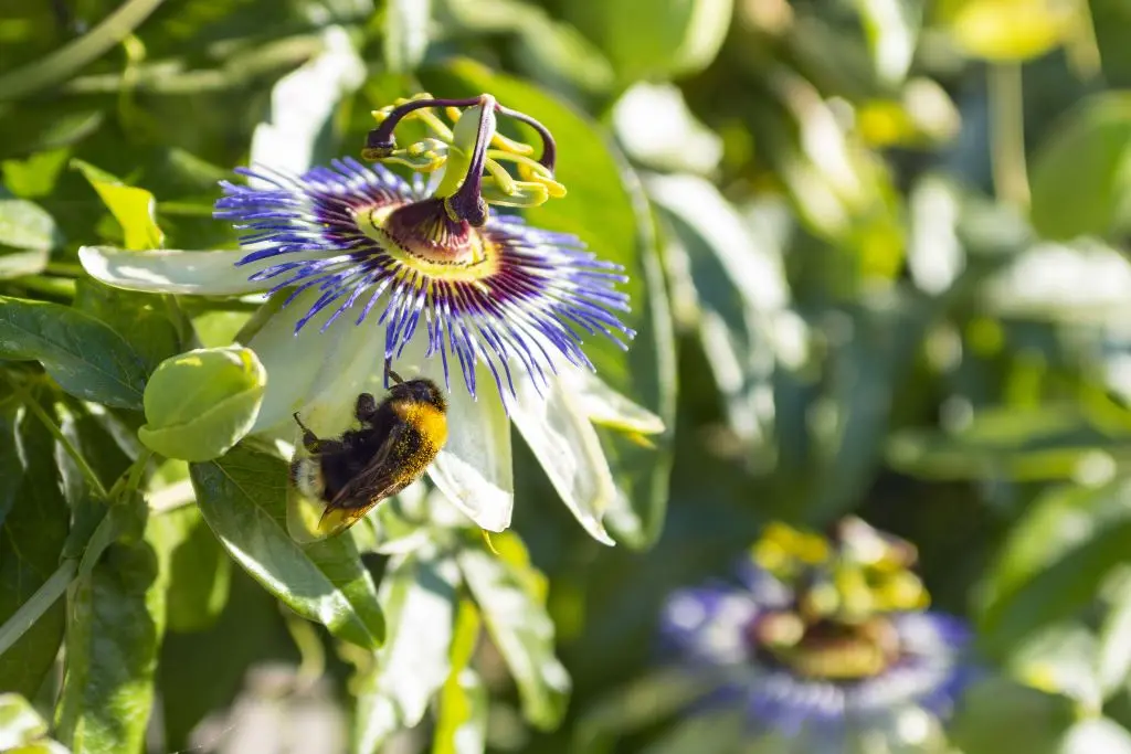 Passiflora-caerulea (dreamstime_170613163-2).webp