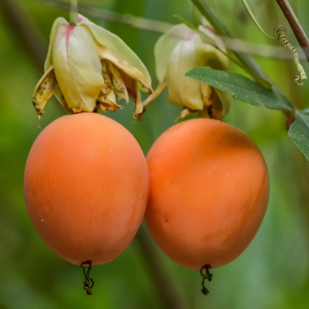 Passiflora_Caerulea_Canva.webp