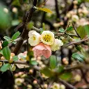 Chinese_Kwee_Bloem_Adobe.webp