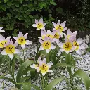 Tulipa-saxatilis DSC03626.webp