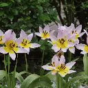 Tulipa-saxatilis DSC03629.webp