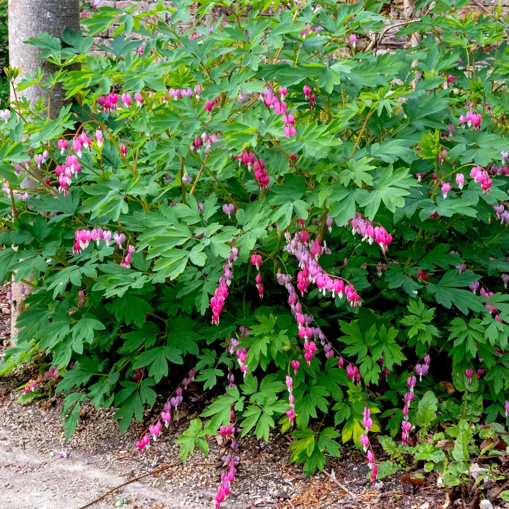 Dicentra_Spectabilis1-1_AdobeStock_1464769120.webp