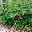 Dicentra_Spectabilis1-1_AdobeStock_1464769120.webp
